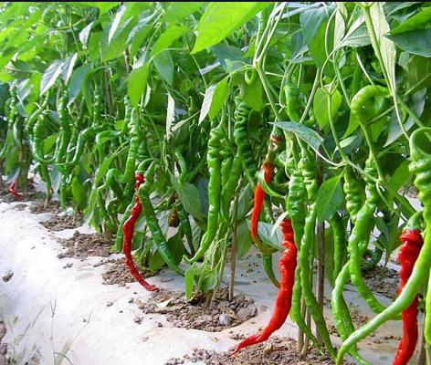 聚天门冬氨基酸有机水溶肥,聚天门冬氨酸在肥料中的添加数量