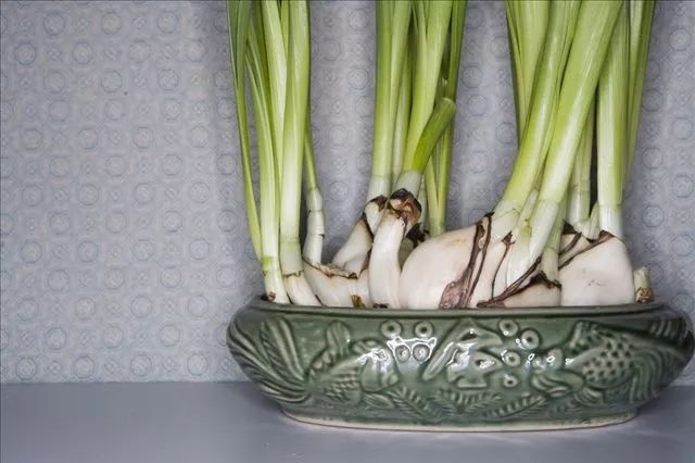 水仙花后期怎么管理,水仙花复花小技巧