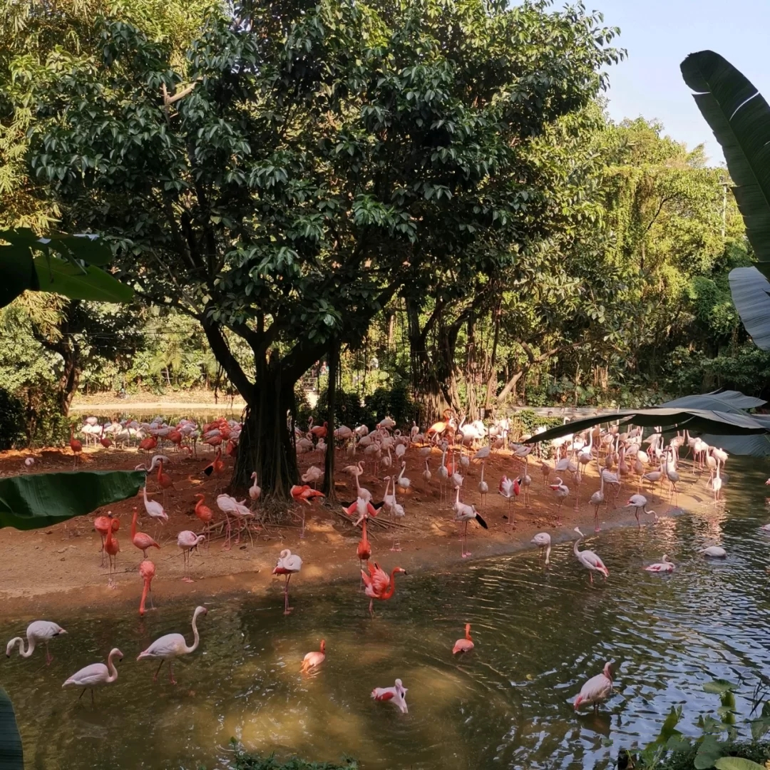 一月广州长隆野生动物园游玩攻略,广州长隆野生动物园半日游玩攻略