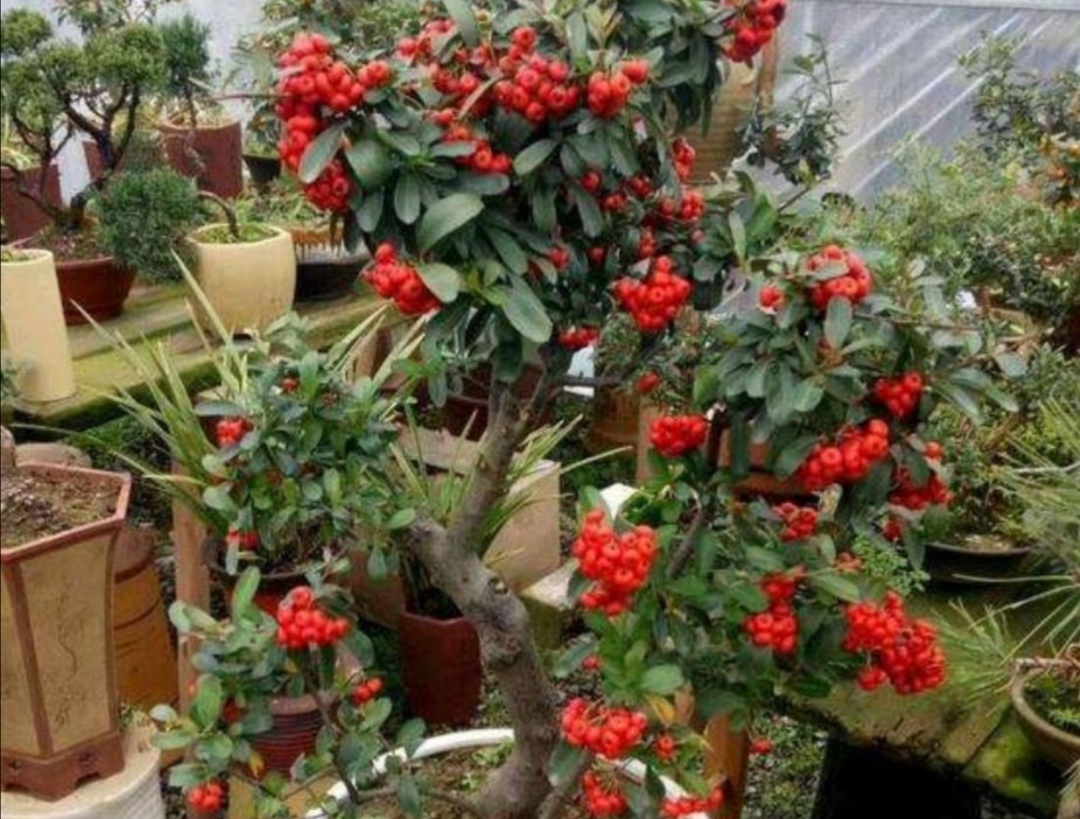 附石盆景哪种树最适合,一般盆景种树都用什么植料