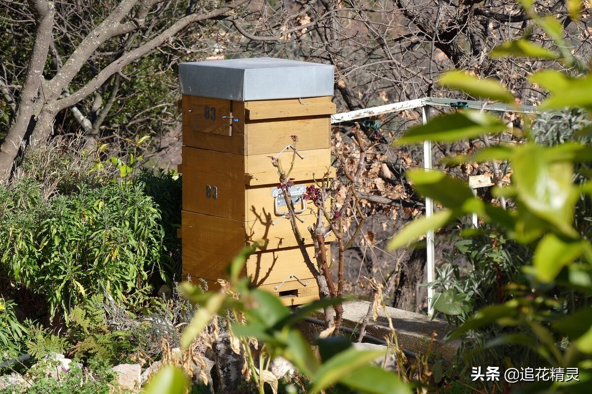 关闭巢门三天能制止盗蜂吗,怎样防治盗蜂最好