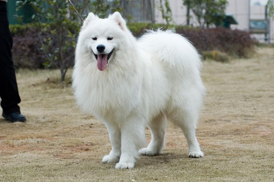 推荐几种狗不贵又好上手养就对了,容易养价格低缺点少的狗有哪些