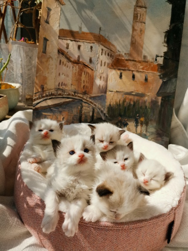 猫咪生孩子之前的征兆,猫咪生孩子前的征兆