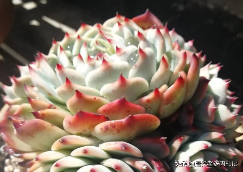 多肉吉娃娃怎么养爆盆好看又漂亮,多肉吉娃娃用多大盆