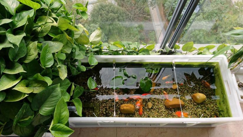 水池下面可以养绿萝吗,飘窗鱼缸里养绿萝