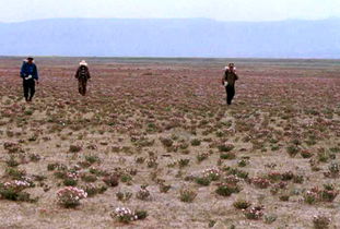 狼毒的最佳解毒方法,狼毒怎么治疗