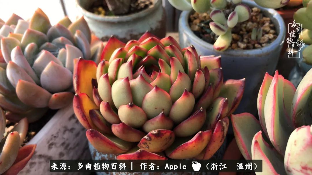 多肉成长记观察记录怎么写,多肉成长记录观察展板