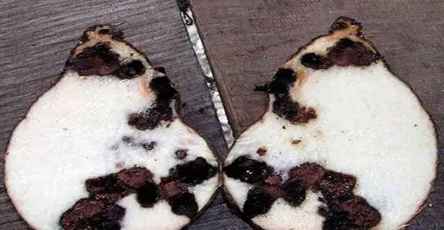 马铃薯这几种病害你都会认吗？认清了以后教你怎么治！（二）