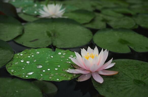 睡莲只有根茎的睡莲水培养殖方法,睡莲养殖方法水培需要晒太阳吗
