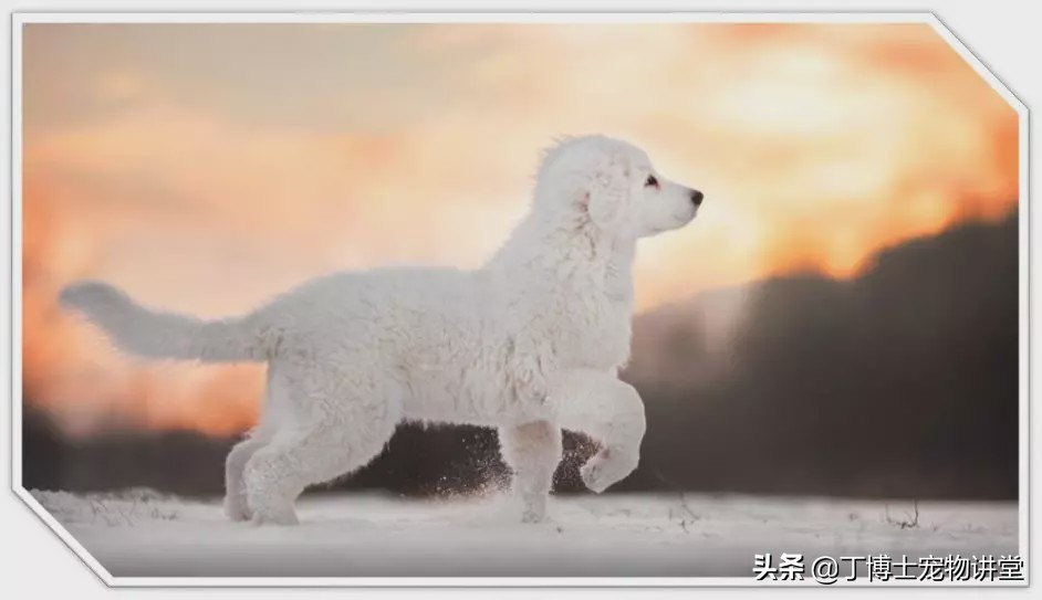 宠物狗基础护理知识大全,狗狗产后低血钙怎么在家急救