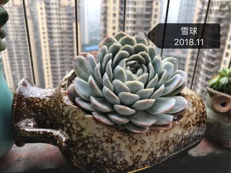 多肉名字怎么记,多肉的品种图片及名字寓意