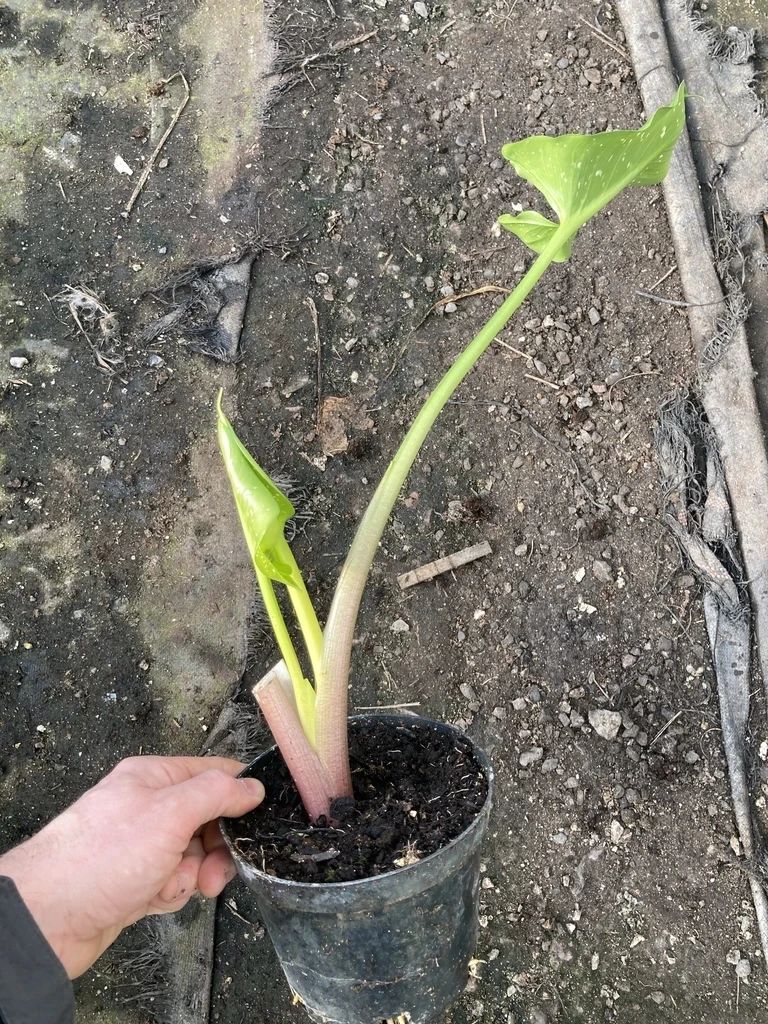 盆栽马蹄莲的养护方法,马蹄莲的块茎怎样保存时间长