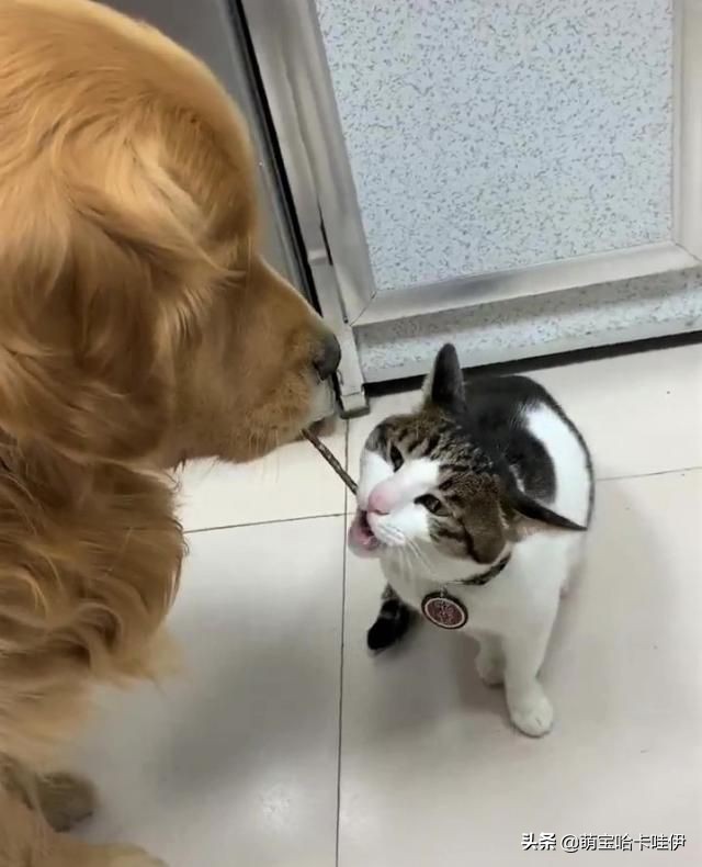 主人说客人来了,金毛整齐排队躲到仓库,连猫也不忘一起叼进去