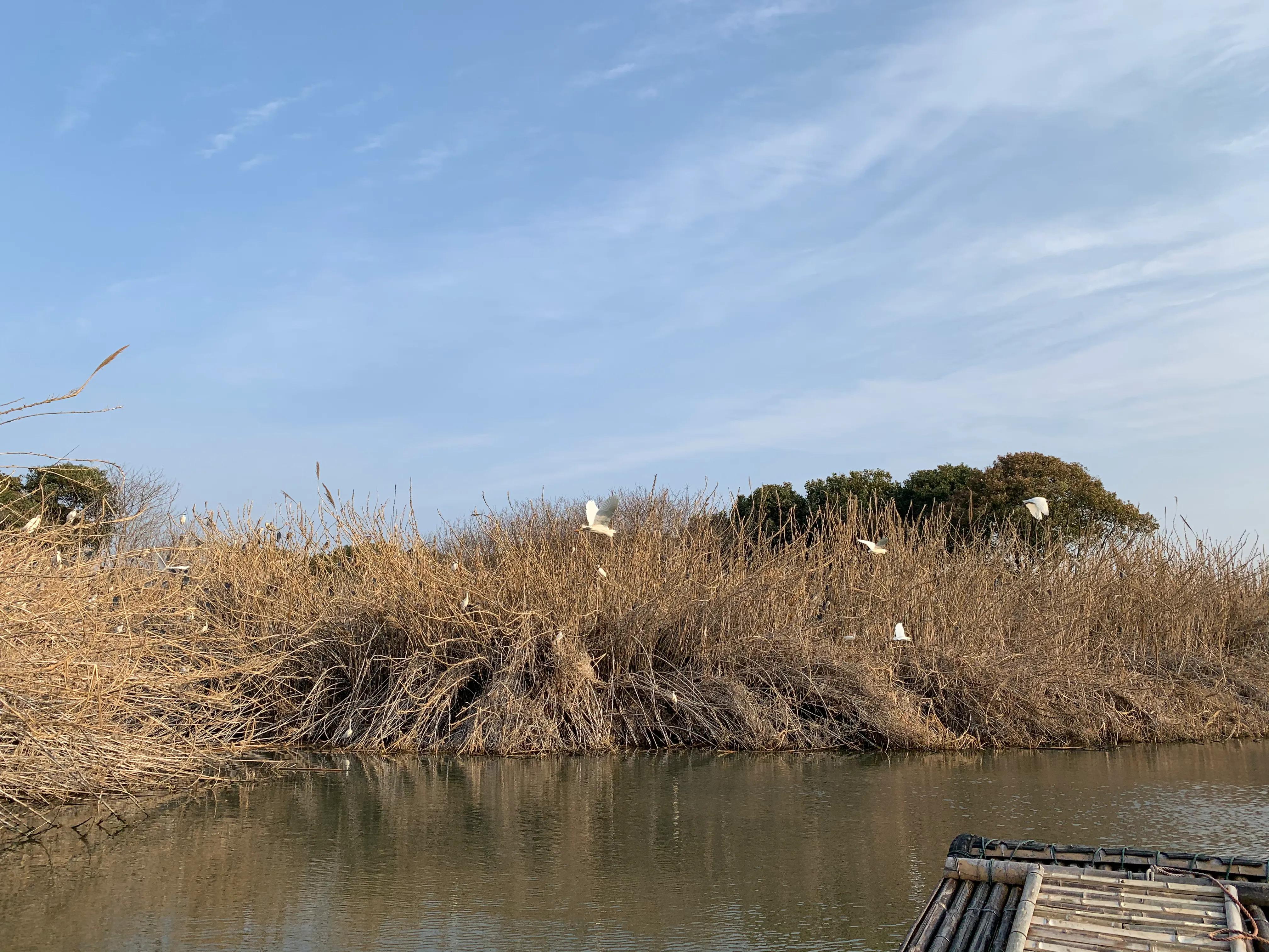 常熟沙家浜风景区一日游价格,常熟沙家浜旅游攻略