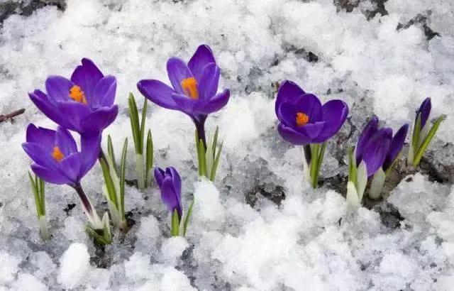 世界上最华丽最高贵的花,世界上最高贵最漂亮的60朵花
