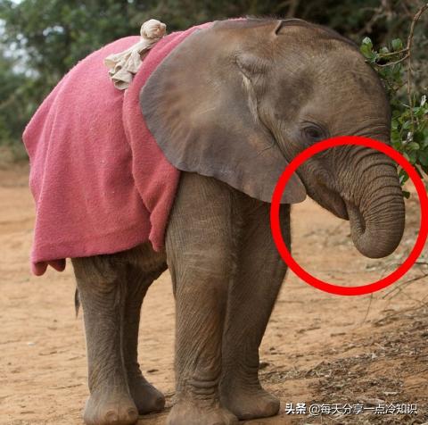 十个我们都认识的动物有趣冷知识,10个动物们不可思议的有趣瞬间