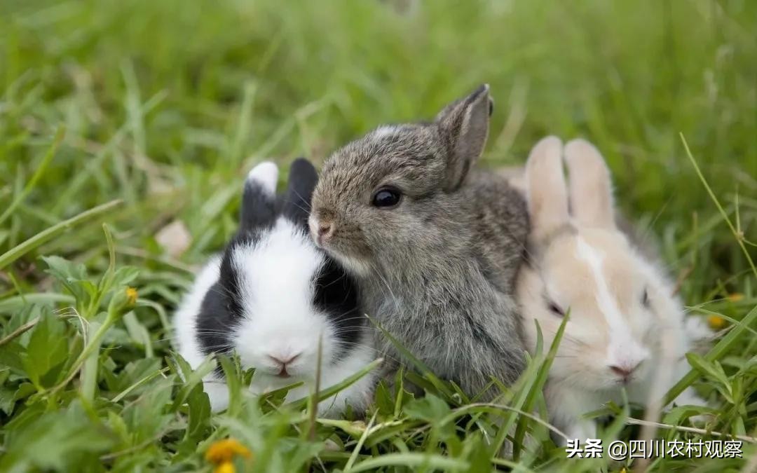 高温天气小兔子怎么照顾,高温期间兔生小兔子怎么办