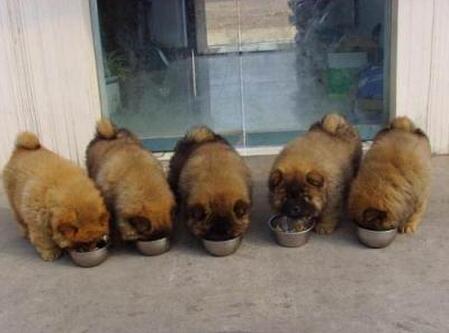 为什么大家不养可卡犬,为什么大家不愿意养宠物