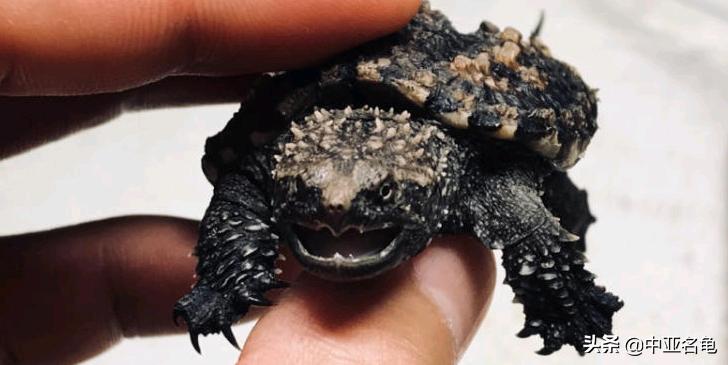 新手养水龟最好养什么龟,新手养半水龟哪个品种好