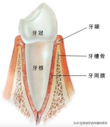 孩子牙只剩残根怎么换牙,只剩残根的牙真的能补救吗
