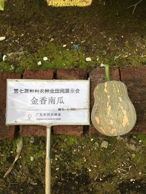 菜瓜的病害图片,南瓜常见病的管理和预防