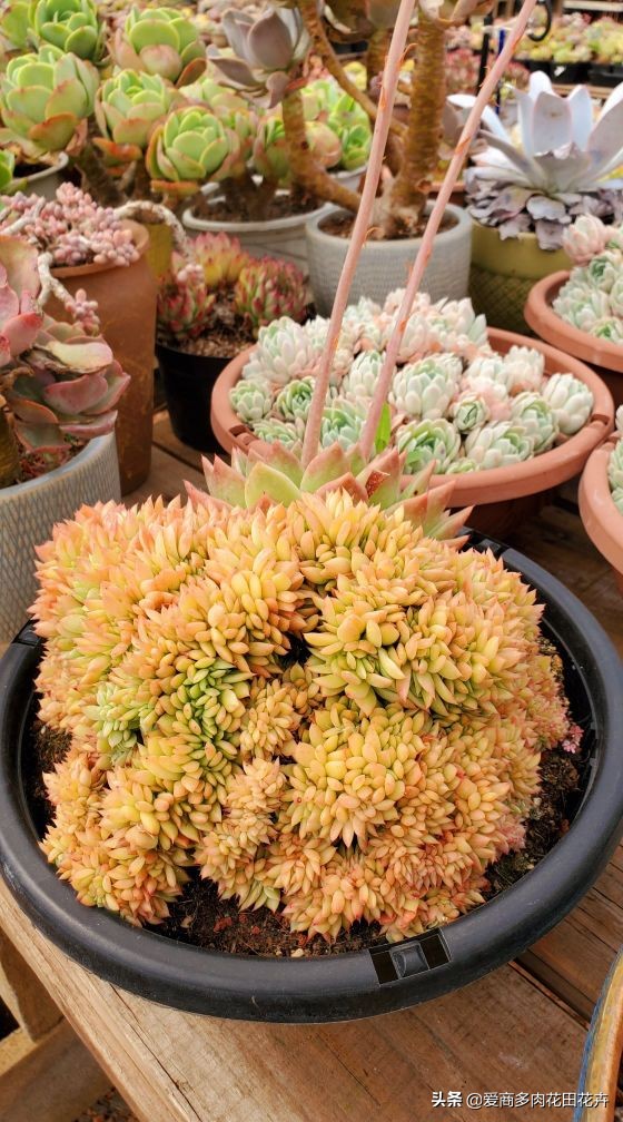 澶氳倝绉嶆鍒涗笟鍚堜綔,澶氳倝绉嶆鍒涗笟椤圭洰