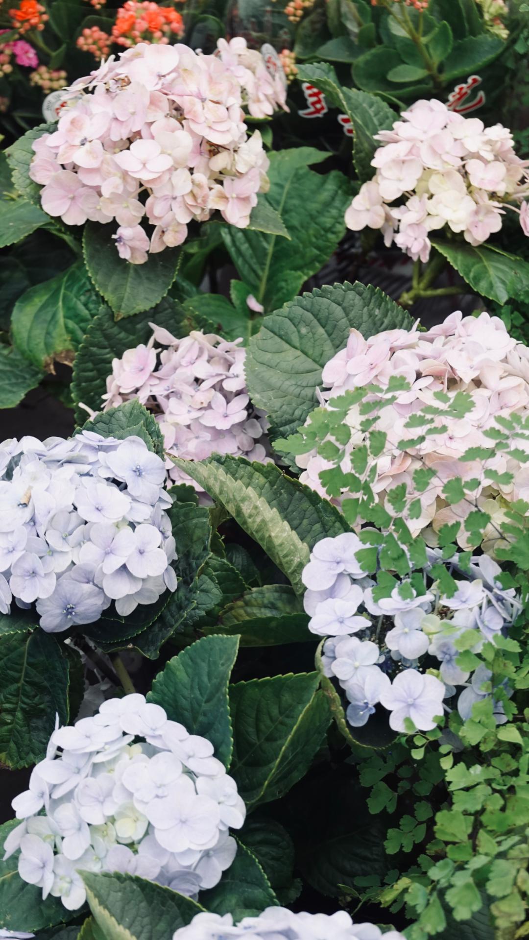 乌鲁木齐花市在哪里光明路附近,乌鲁木齐的花市在哪里