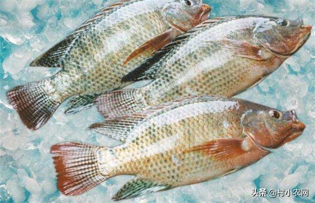 什么鱼养殖一年能长大一倍,养殖回报率最高的鱼