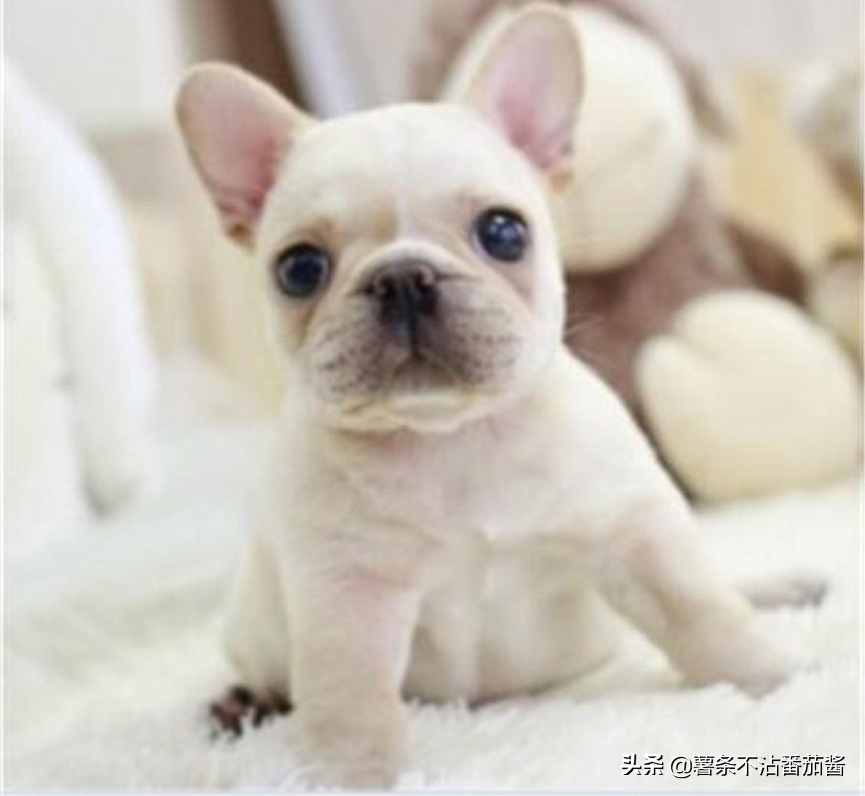 高颜值肌肉奶狗,什么样的小奶狗最可爱