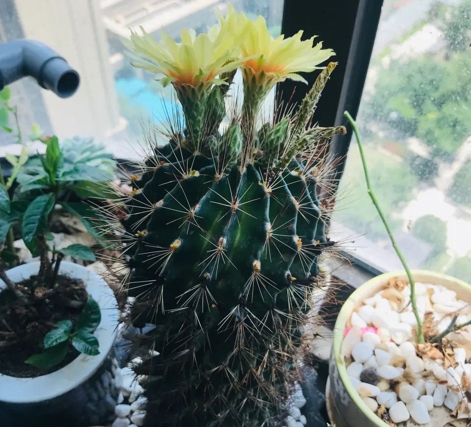 太极莲仙人球,狂莲仙人球