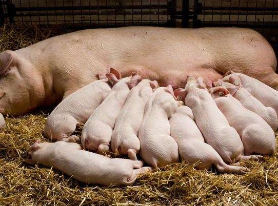 母猪产后发炎,母猪产后到底需要消炎吗