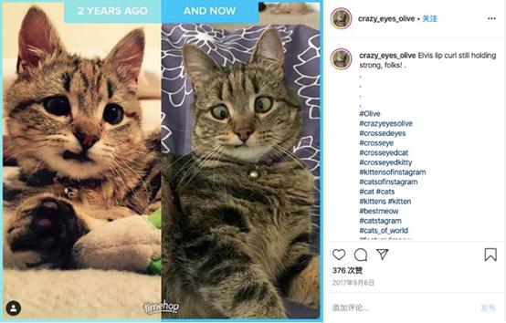 虎斑猫体弱多病,虎斑猫眼睛不圆