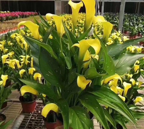 阳台只养一种花全年花开不断,阳台种花只开花不结果