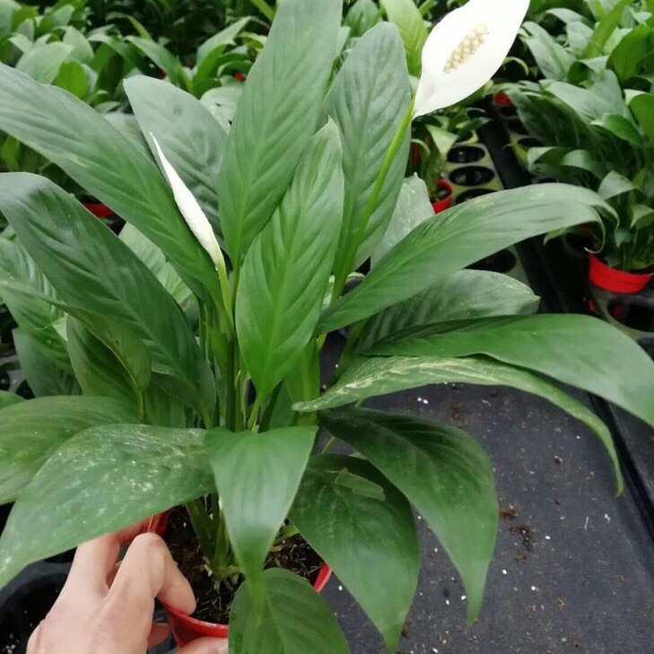 冬季白掌怎么养才能更旺盛,养好白掌有4个小技巧