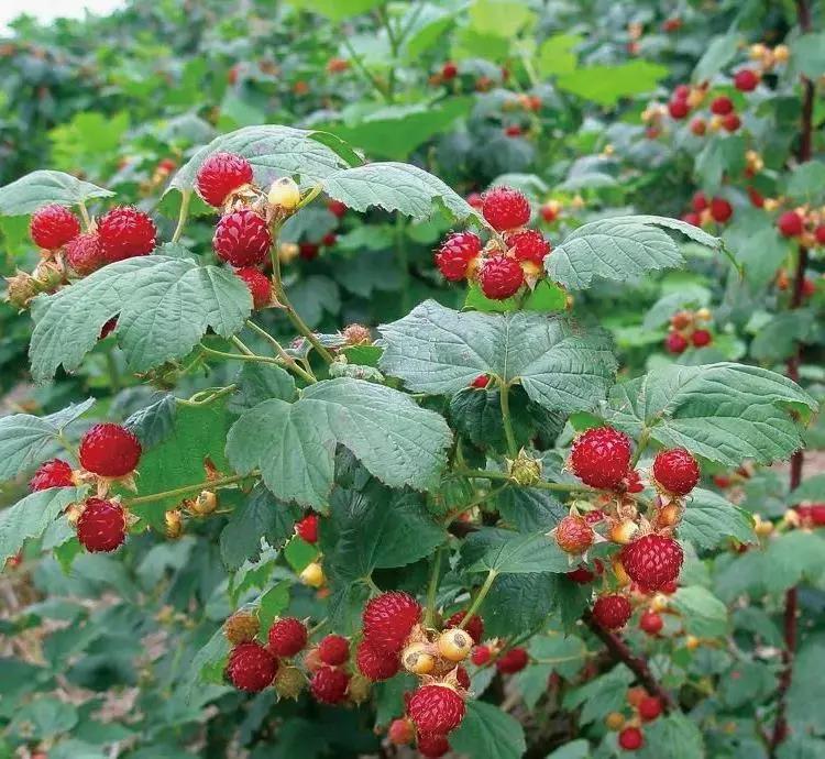 淮南返乡大学生,回乡创业的90后小伙子