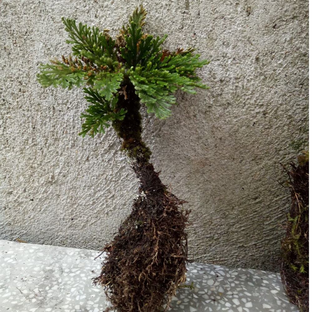 农村小野草“九死还魂”,缺水成枯草,遇水就复活,如今成高档货