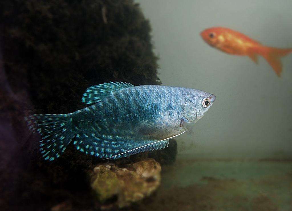 能养爆缸的小型热带鱼,新手十大养不死的热带小型观赏鱼