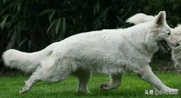 德牧和萨摩耶混血到底是什么品种,萨摩耶犬和德牧的白色崽图片