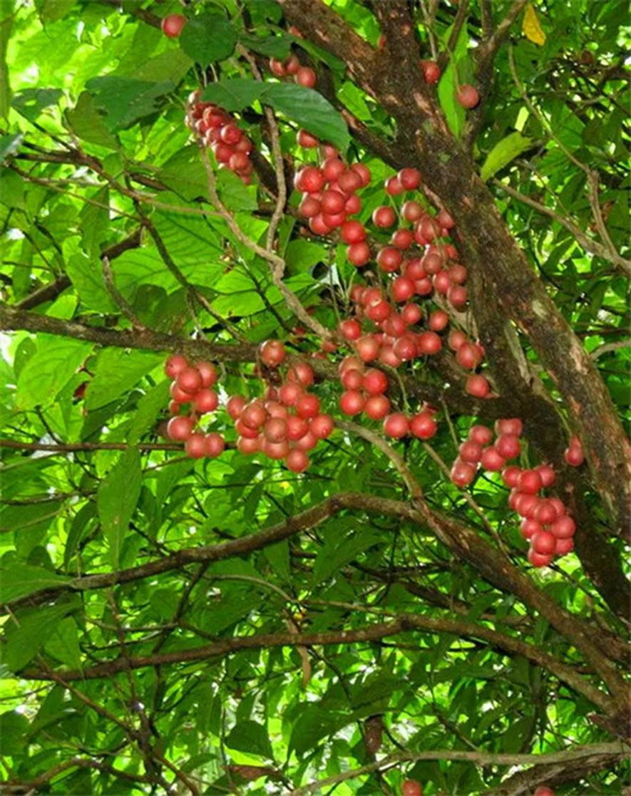 百种味道的果子,百种果实图片