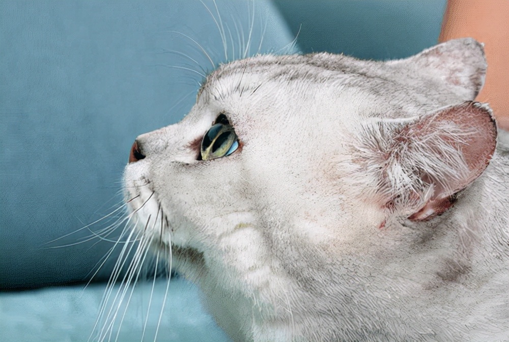 猫咪日记银点,猫咪日记猫咪耳螨严重会怎么样