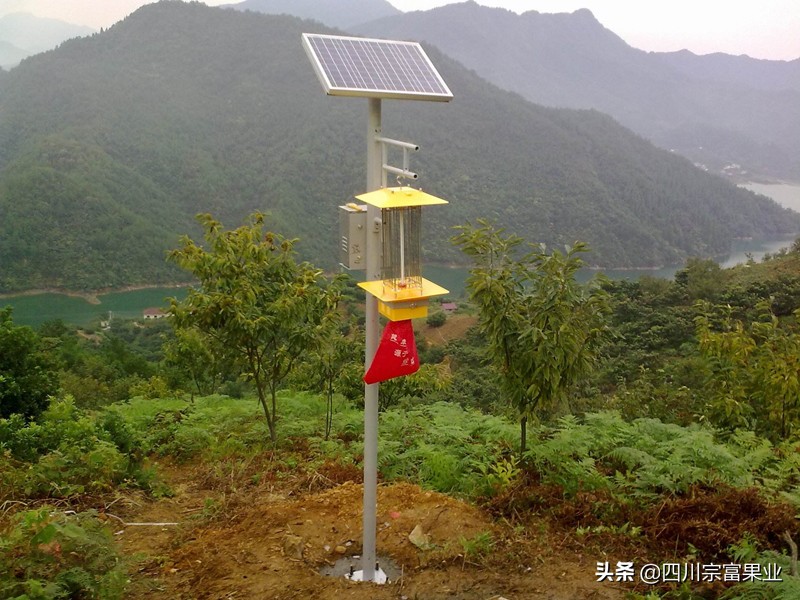 梨子得锈病,梨子树有哪些病虫害