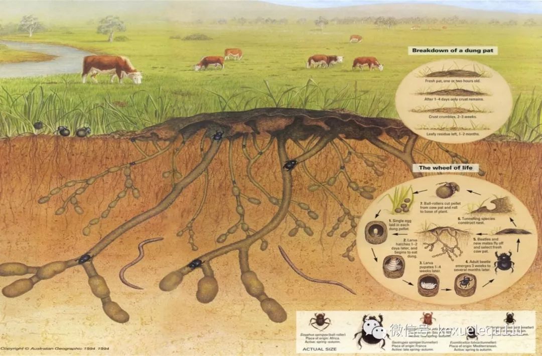 杀死兔子的方法,杀死兔子有什么后果