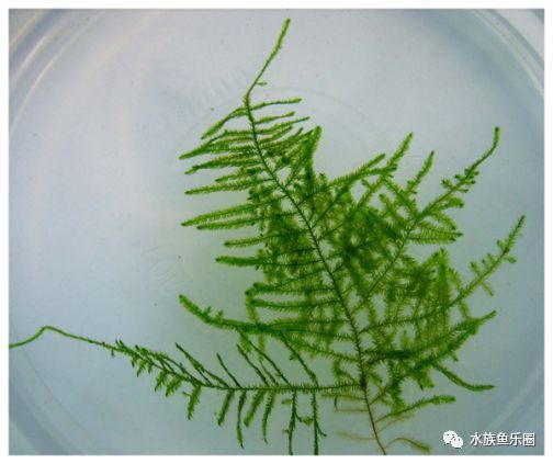 皇冠水草品种大全,亚马逊水草品种