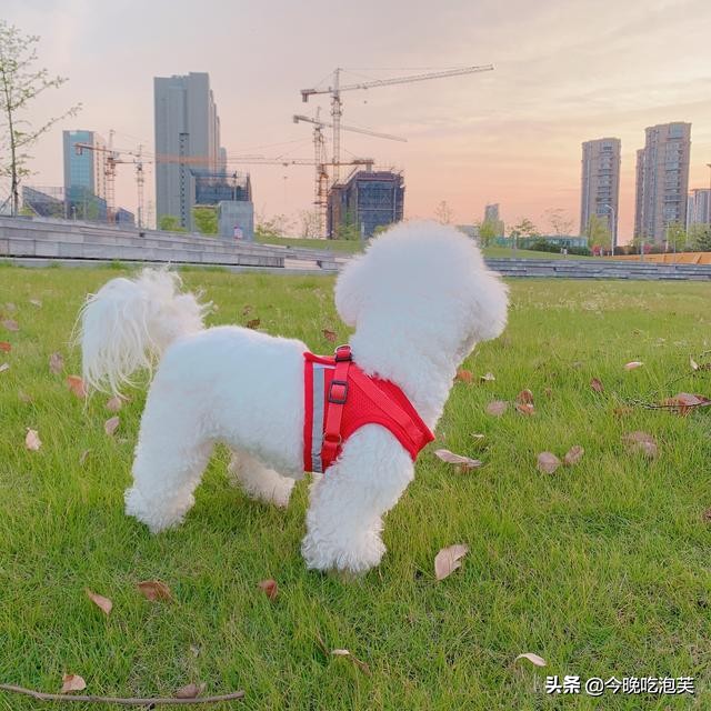 狗粮选择困难？请收下这条来自泡芙小姐的狗粮分享（下）