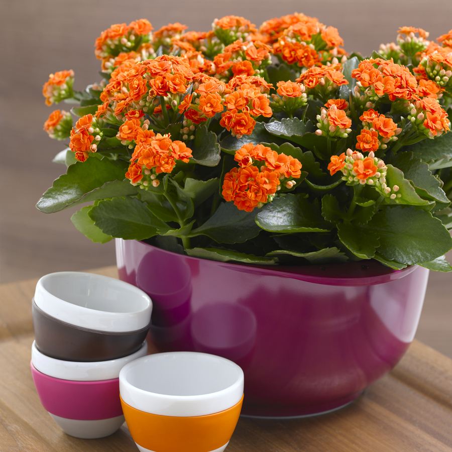 长寿花花期多长从几月份到几月,养长寿花技巧与方法