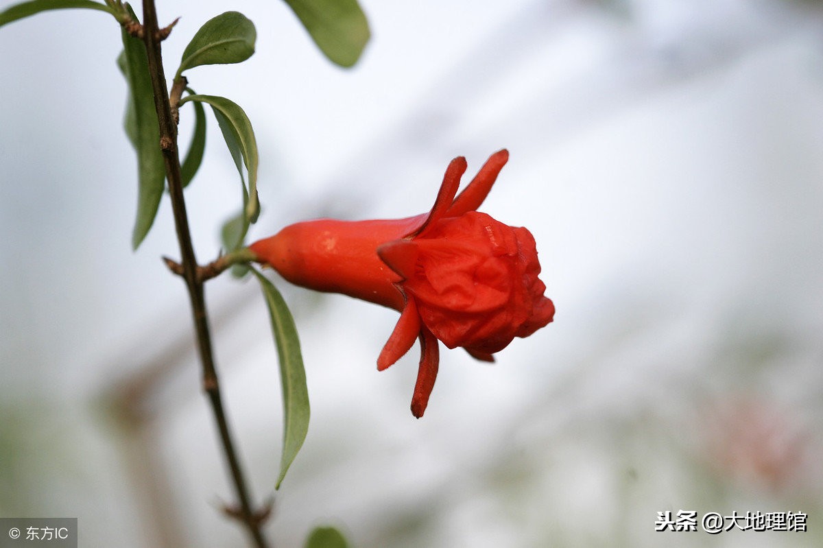 石榴传奇,石榴早在2000多年前经过丝绸之路
