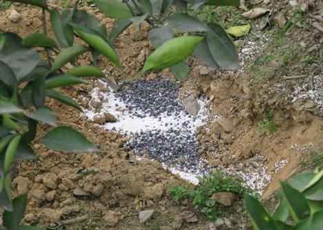 柑橘挂果黄叶是什么问题,柑橘春季开花能否结果