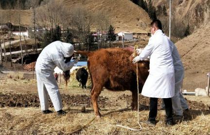 养牛户注意了,这种病感染牛同时传染人后不孕不育、教你怎么预防