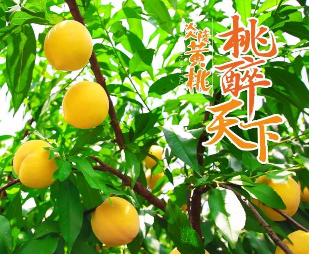 最正宗的黄桃是哪里的,黄桃哪种产地最好吃