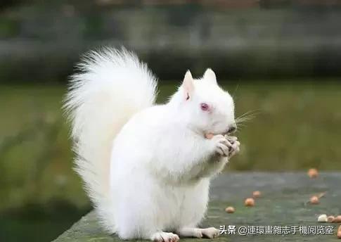 这60种罕见动物你见过几个,60种灭绝的动物